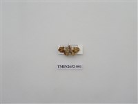 藏品(尺蛾182)的圖片